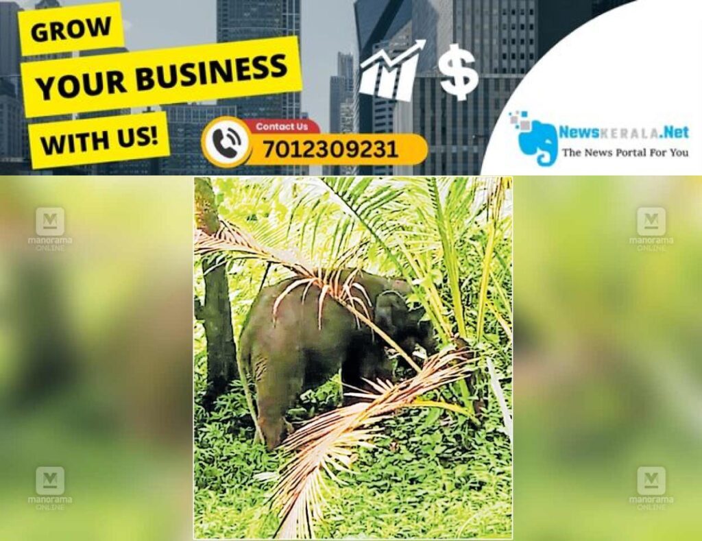 admerged_1752358186_elephant-attack