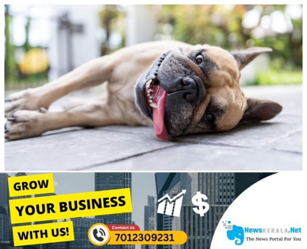 admerged_1752361062_dog-59-1752323245934_1280x720xt