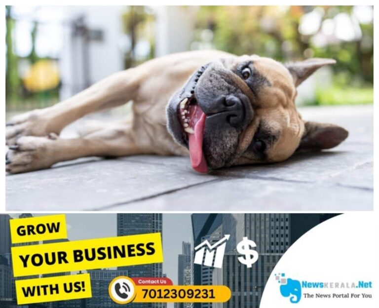 admerged_1752361062_dog-59-1752323245934_1280x720xt