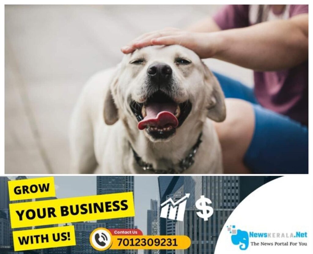 admerged_1752363044_dog-58-1752322829278_1280x720xt
