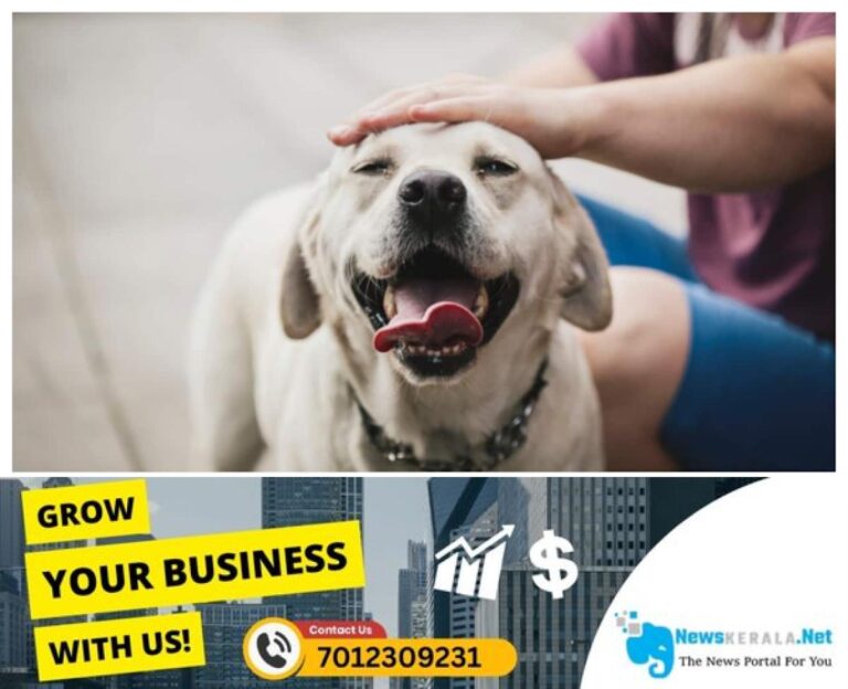 admerged_1752363044_dog-58-1752322829278_1280x720xt