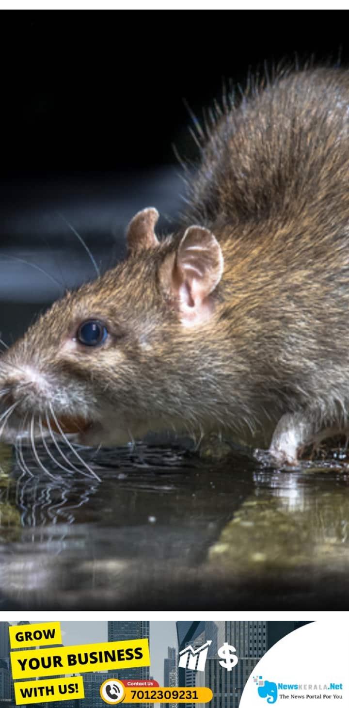 admerged_1752446426_rat-10-1752409247612_720x1280xt