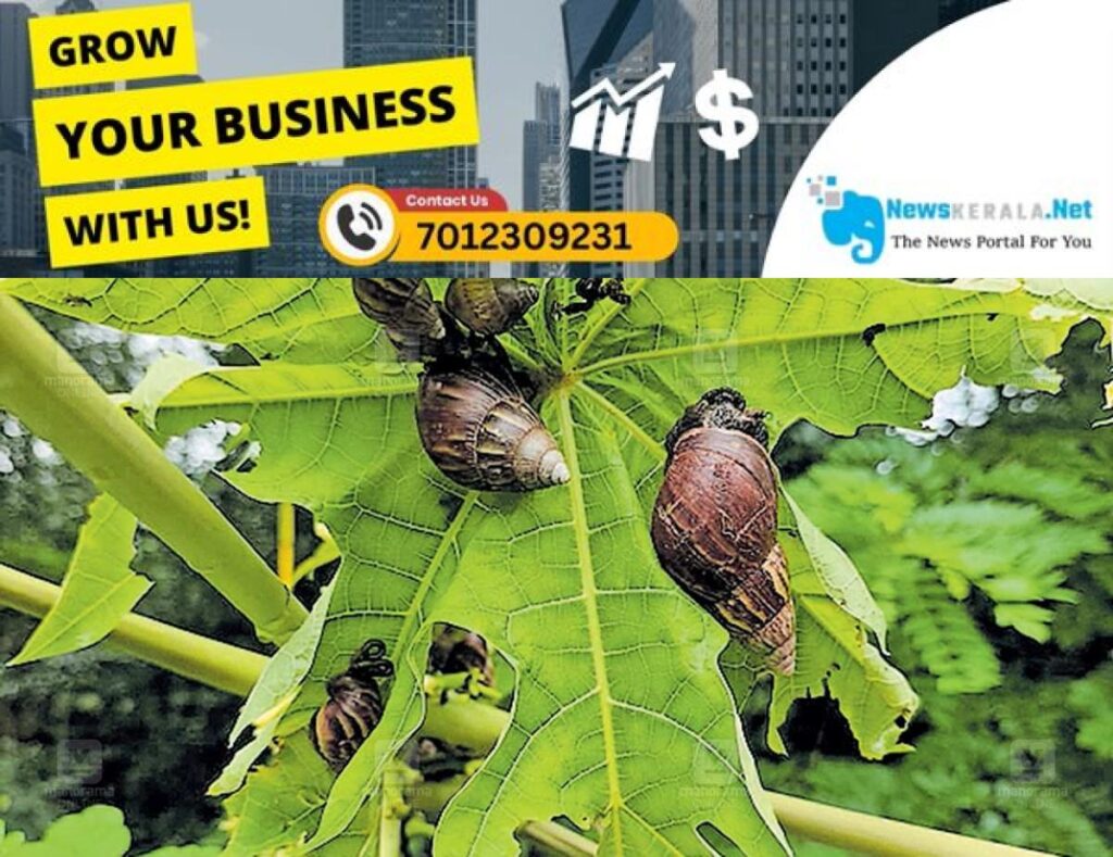 admerged_1752458149_african-snail