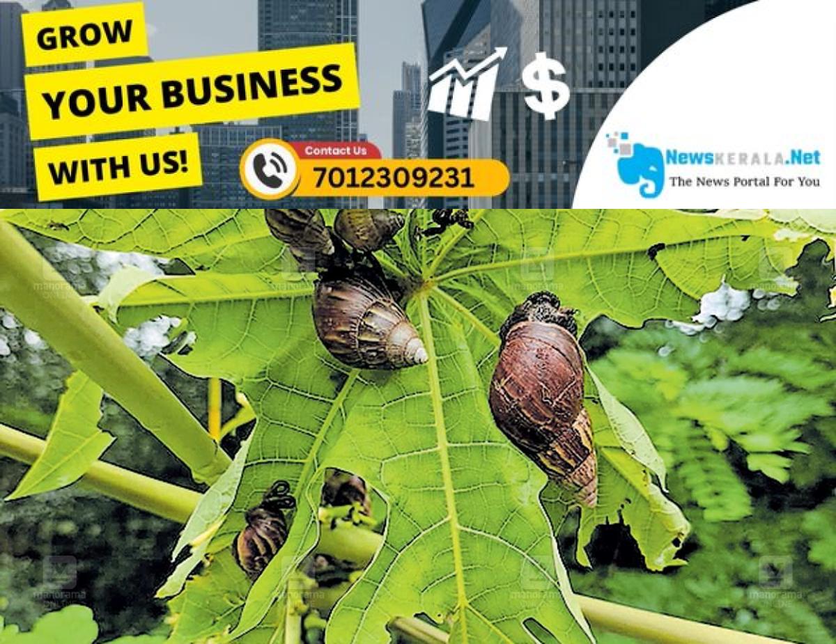 admerged_1752458149_african-snail