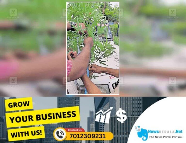 admerged_1752479015_kollam-ganja-plant