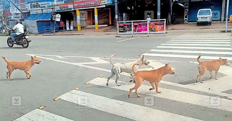 adoor-stray-dogs.jpg