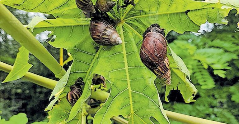 african-snail.jpg