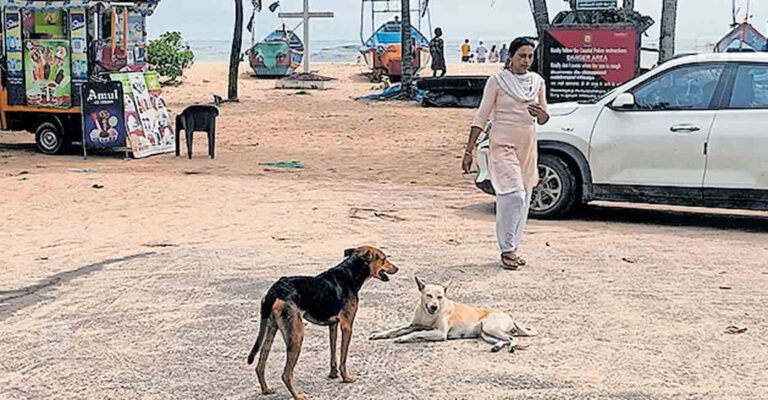 alappuzha-stray-dog.jpg