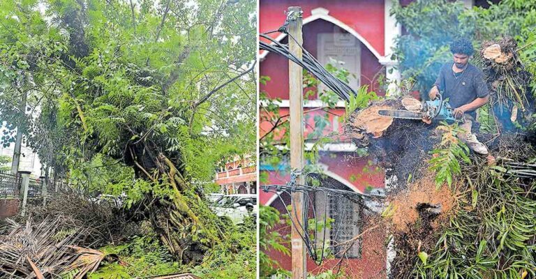 alappuzha-tree-cut-down.jpg