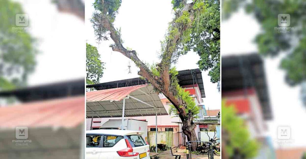 alp-general-hospital-dangerous-tree.jpg
