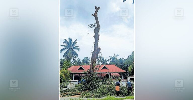 banyan-tree.jpg