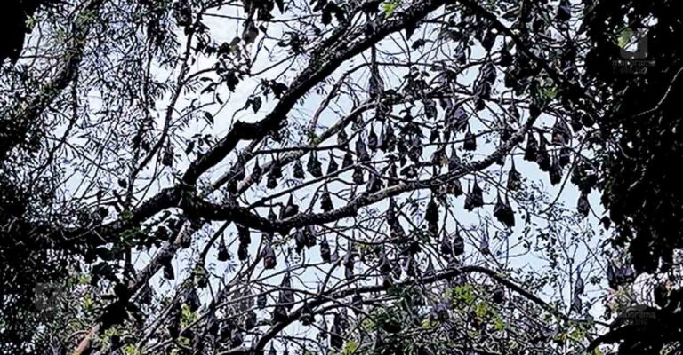 bats-.jpg