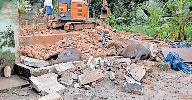 buffalo-death-kollam.jpg
