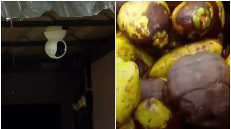 cctv-farm-1752766593941_1280x720xt.jpg