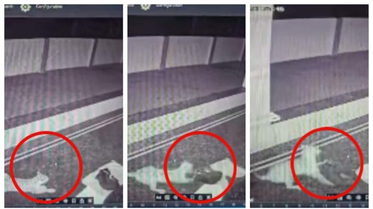 cctv-footage-of-a-tiger-running-away-after-biting-the-dog-1753671482513_1280x720xt.jpg