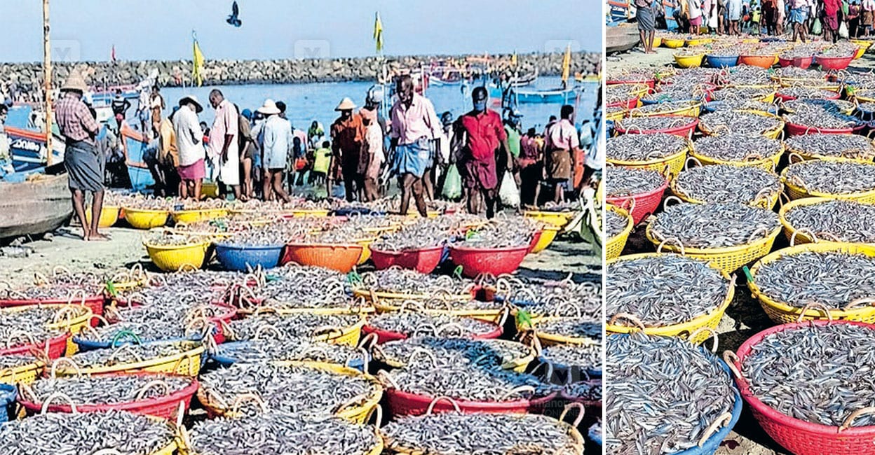 chellanam-harbor-fish-market-1.jpg