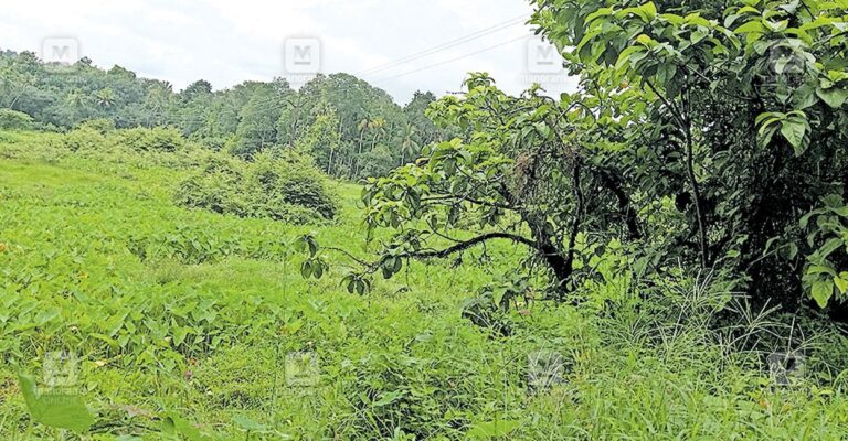 cherukol-paady-field.jpg