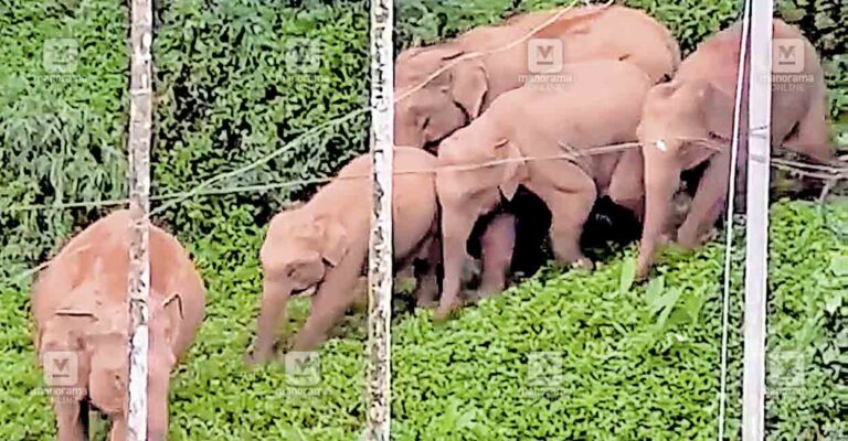 chundel-6-wild-elephants.jpg
