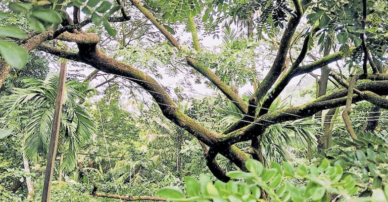 chuvannamannu-tree-fall.jpg
