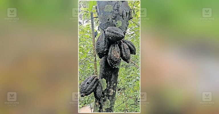 cocoa-farming-rain-damage.jpg
