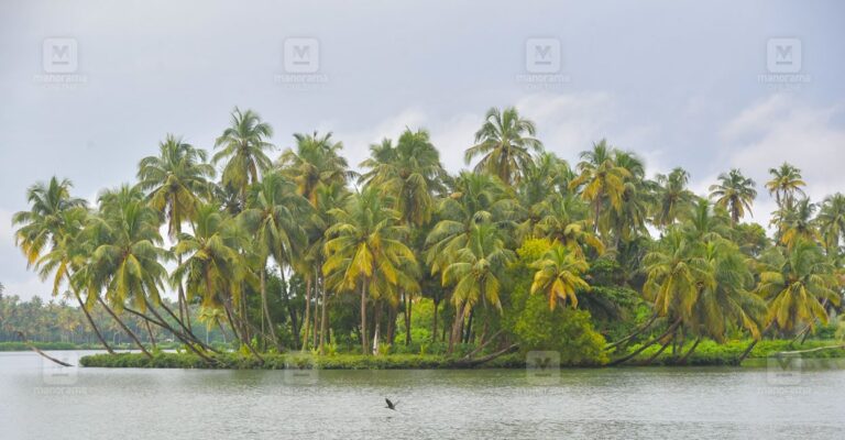 coconut-tree-1.jpg