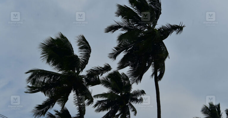 coconut-trees-swaying.jpg