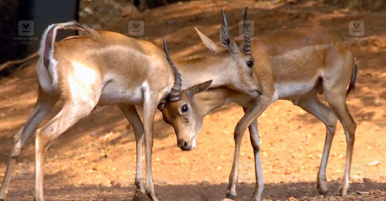 deer-thiruvananthapuram-zoo.jpg