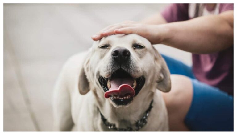 dog-58-1752322829278_1280x720xt.jpg