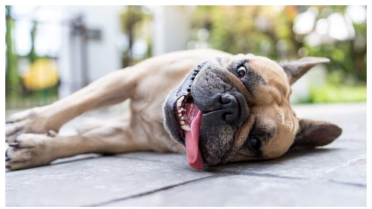 dog-59-1752323245934_1280x720xt.jpg