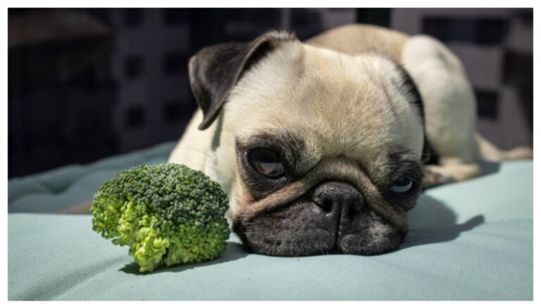 dog-62-1752841170950_1280x720xt.jpg