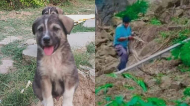 dogs-bark-saves-67-lives-1751985315084_1280x720xt.jpg