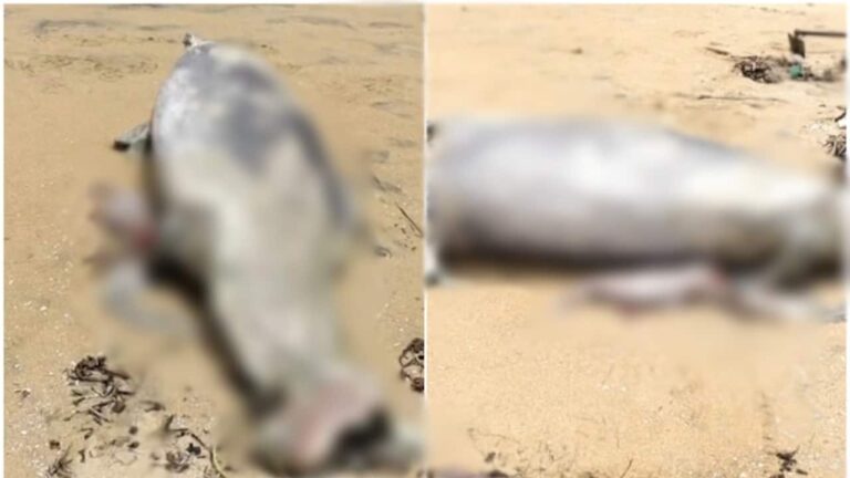dolphin-dead-body-1752310513735_1280x720xt.jpg