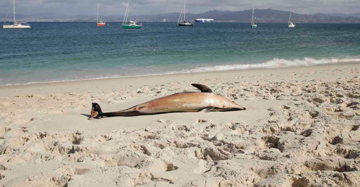 dolphin-death.jpg