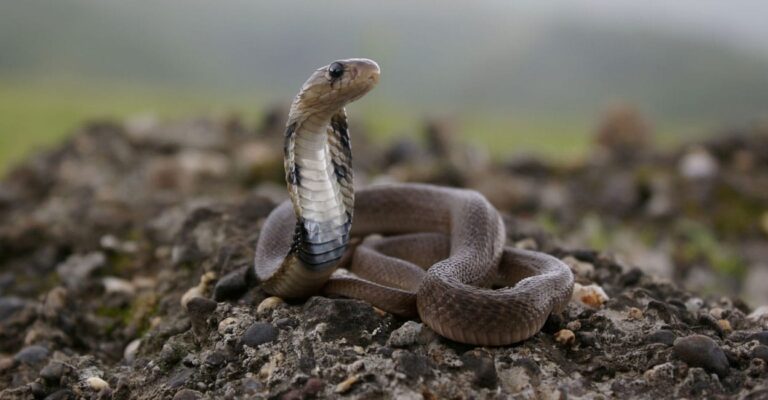 eight-year-old-boy-bites-cobra-snake-to-death-in-chhattisgarh.jpg