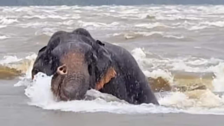 elephant-1753627975814_1280x720xt.png