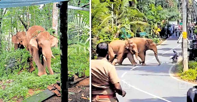 elephant-idk.jpg