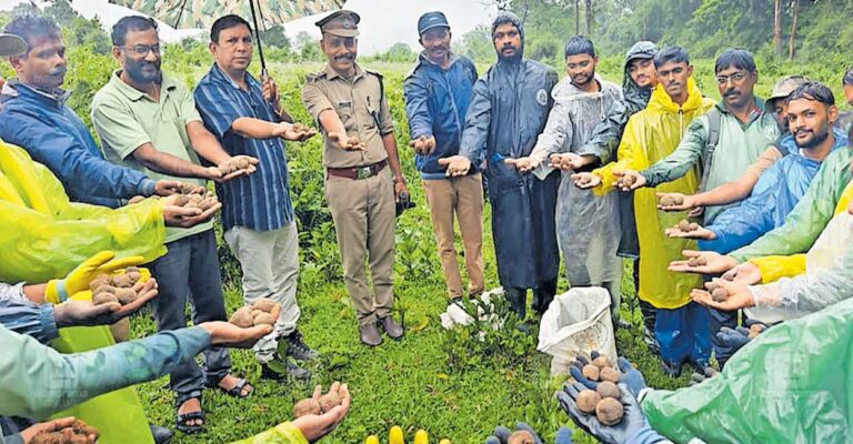 forest-seed-planting.jpg