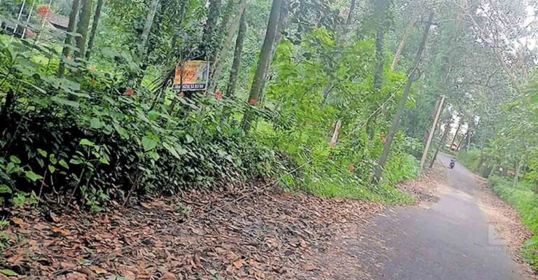 idukki-fallen-power-line-karuka-kumaramangalam-road.jpg