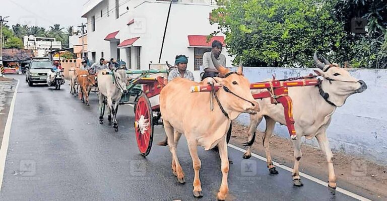 idukki-marayoor-bullrock-cart.jpg