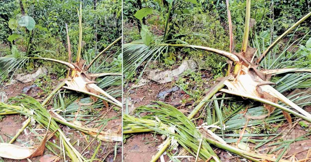 idukki-udumbanoor-wild-elephant-attack.jpg