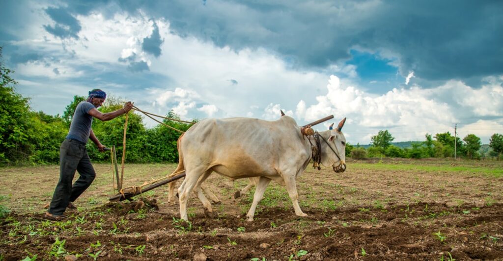 indian-farmer-bull-main.jpg