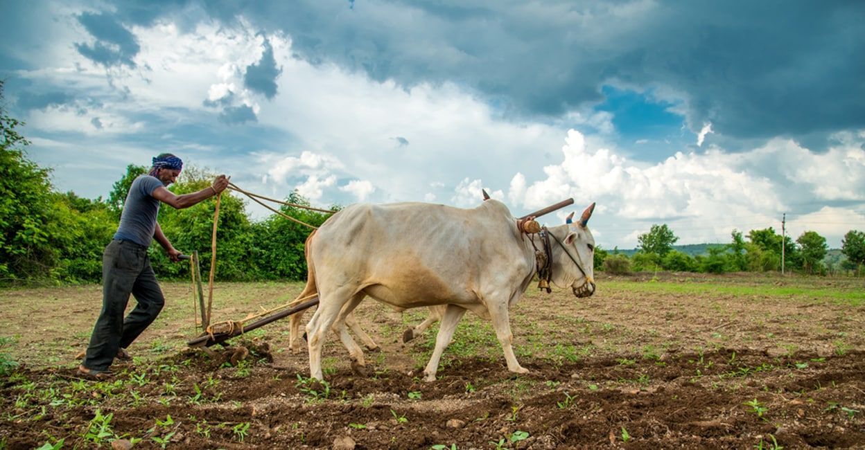indian-farmer-bull-main.jpg