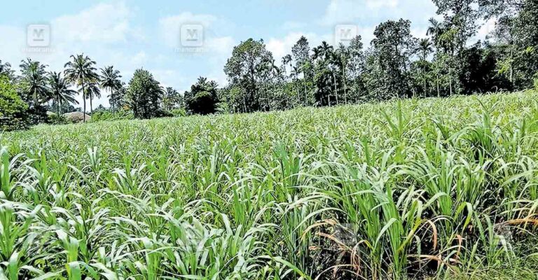 jagery-field.jpg