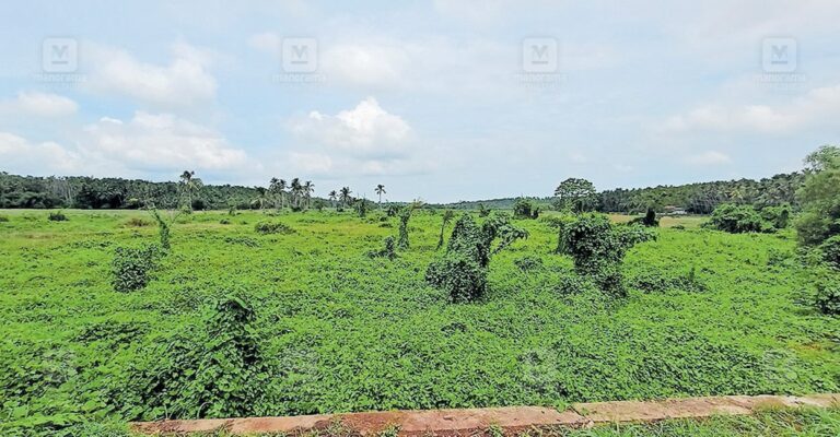 kadavallur-paddy-production-decline-kerala.jpg
