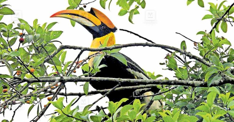 kannur-bird.jpg