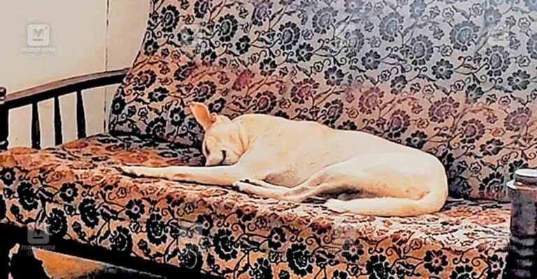 kannur-stray-dog.jpg