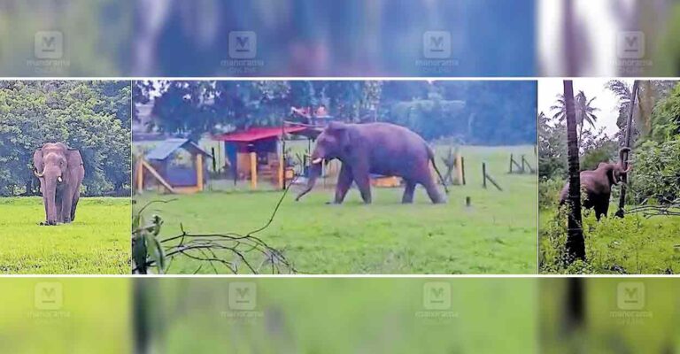 kazhinjikode-elephant.jpg
