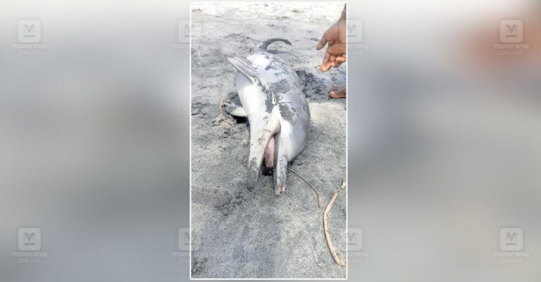 kerala-coastal-dolphin-death.jpg