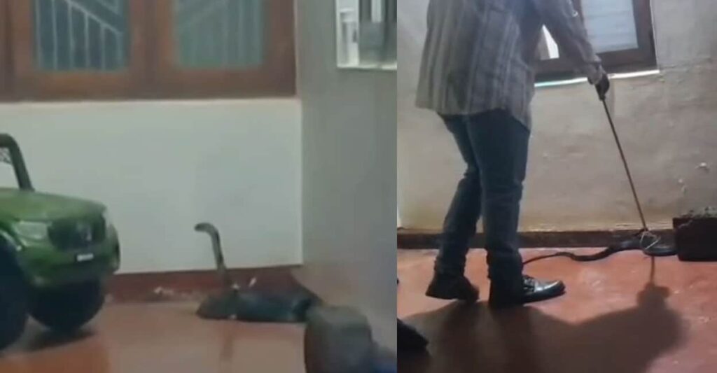king-cobra-kannur.jpg