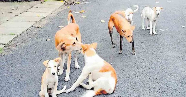 knr-stray-dogs-attack-road.jpg